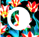 Icon for Image Sequencer software depicting flowers overlaid with contrast symbol of half filled circle