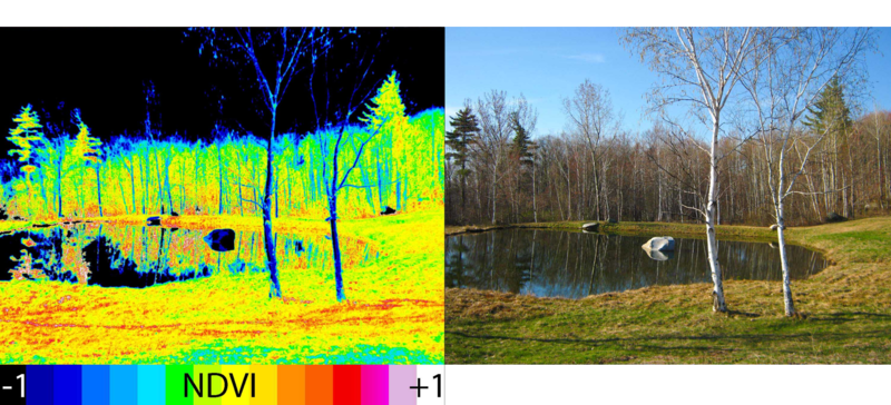 Comparison of a visible image with the NDVI image.