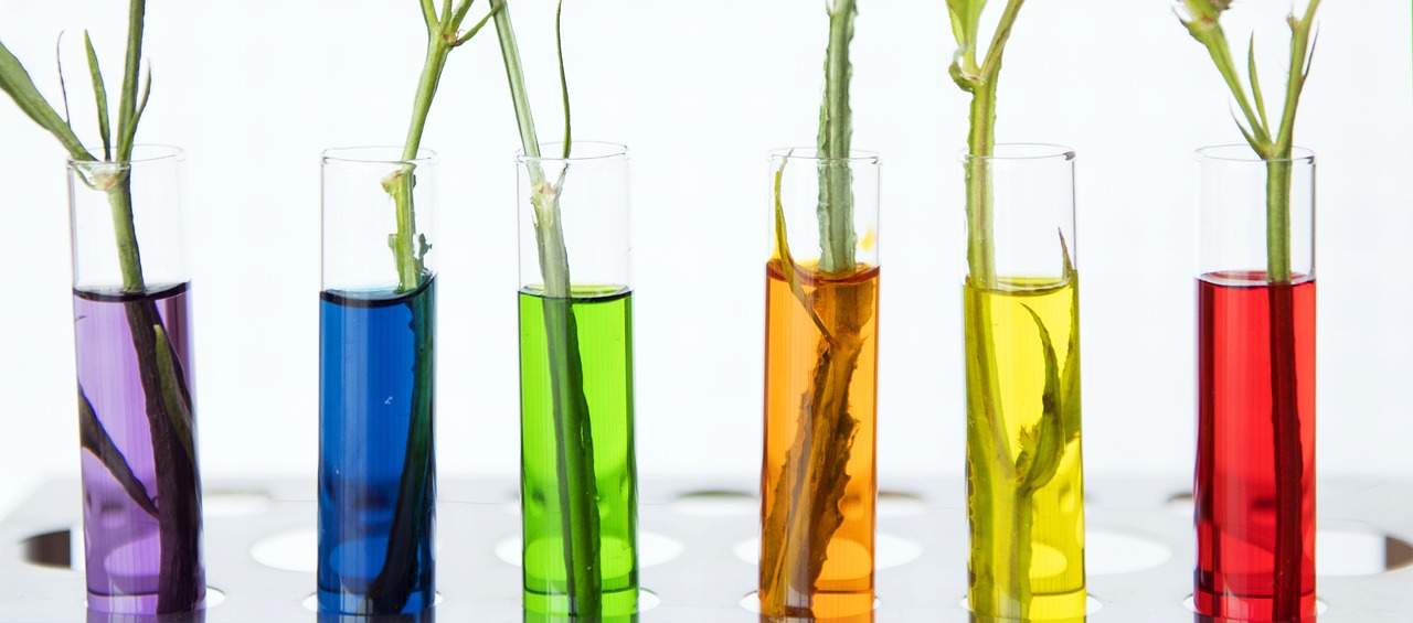 Image of different colored vials with plants growing in them.
